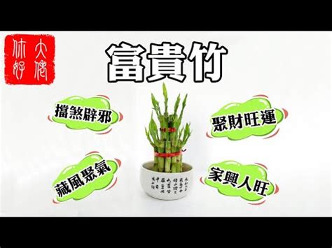 富貴竹開花風水|富貴竹風水：3步旺財運